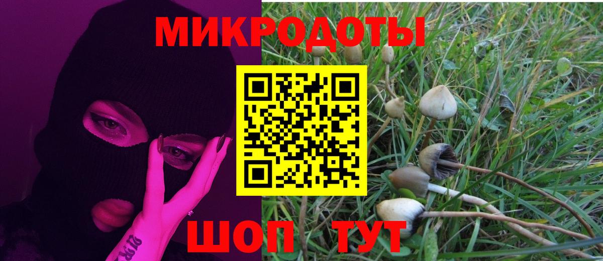 Псилоцибиновые грибы Psilocybe Владимир